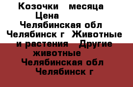 Козочки 2 месяца › Цена ­ 3 000 - Челябинская обл., Челябинск г. Животные и растения » Другие животные   . Челябинская обл.,Челябинск г.